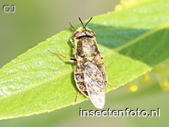 odontomyia argentata (2420*1815)<br>(zilveren moeraswapenvlieg)